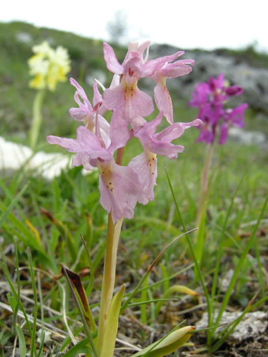 Orchis colemanii